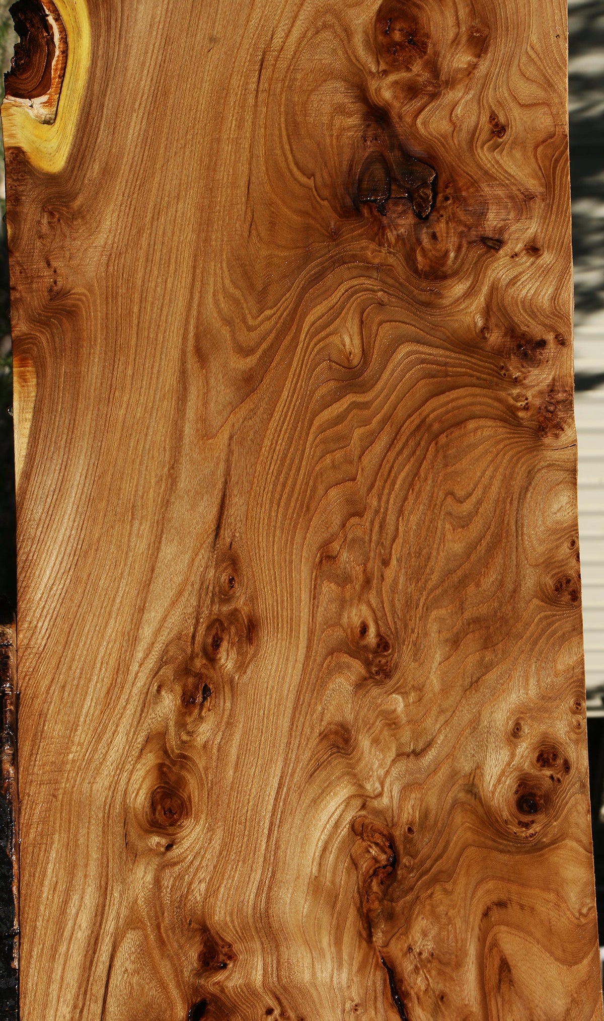 Elm Burl Slab