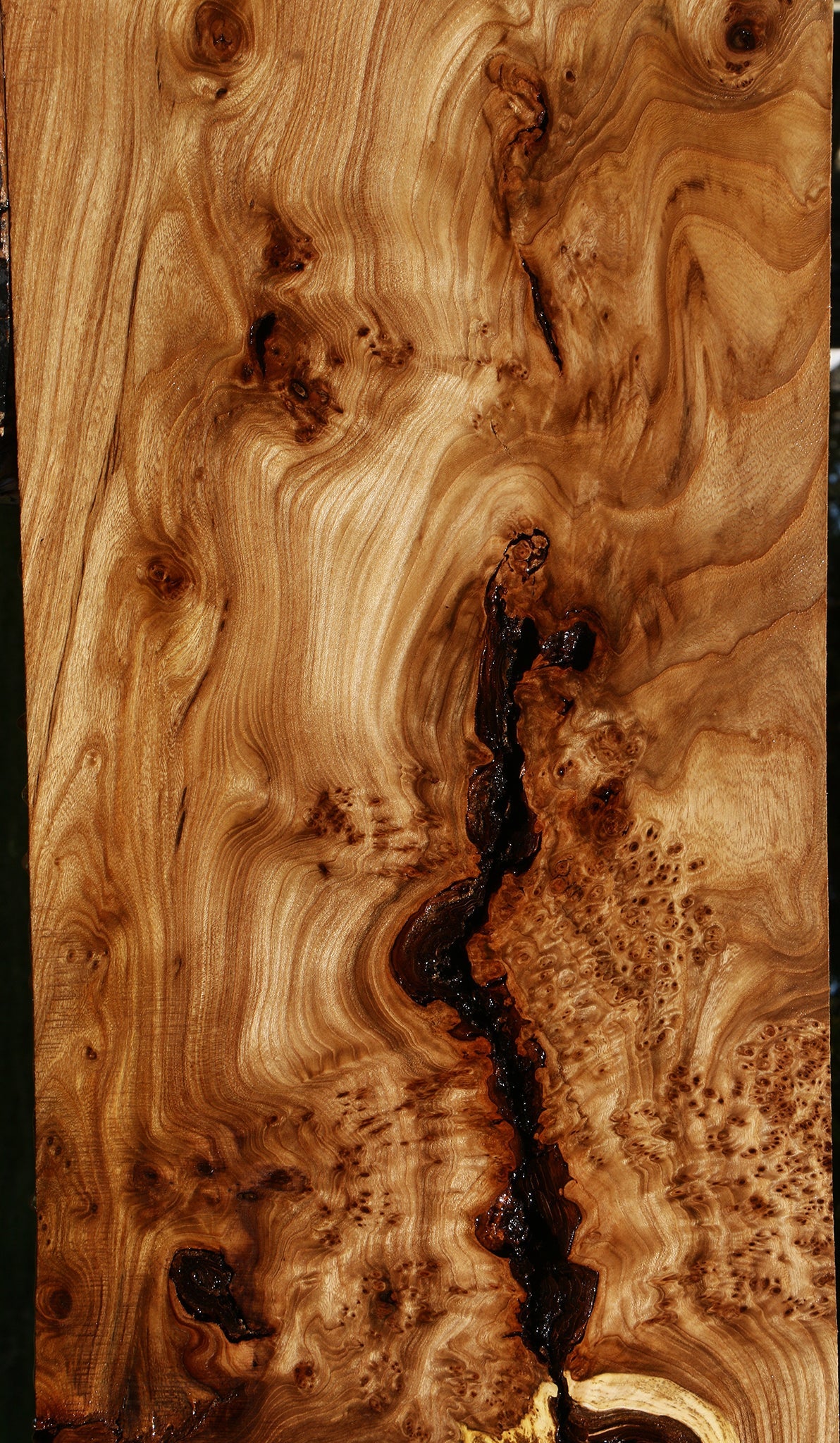 Elm Burl Slab
