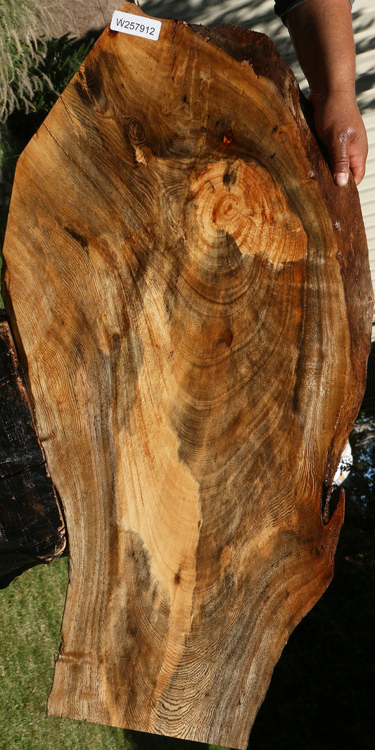 Spalted Hackberry Live Edge Mini Slab