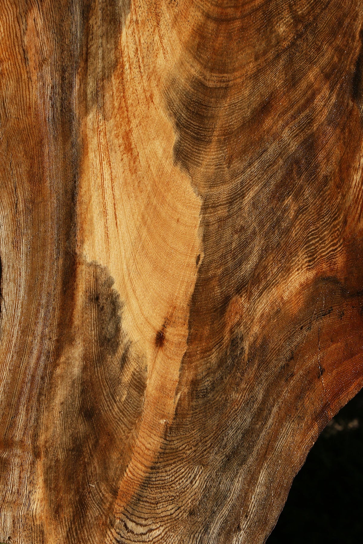 Spalted Hackberry Live Edge Mini Slab