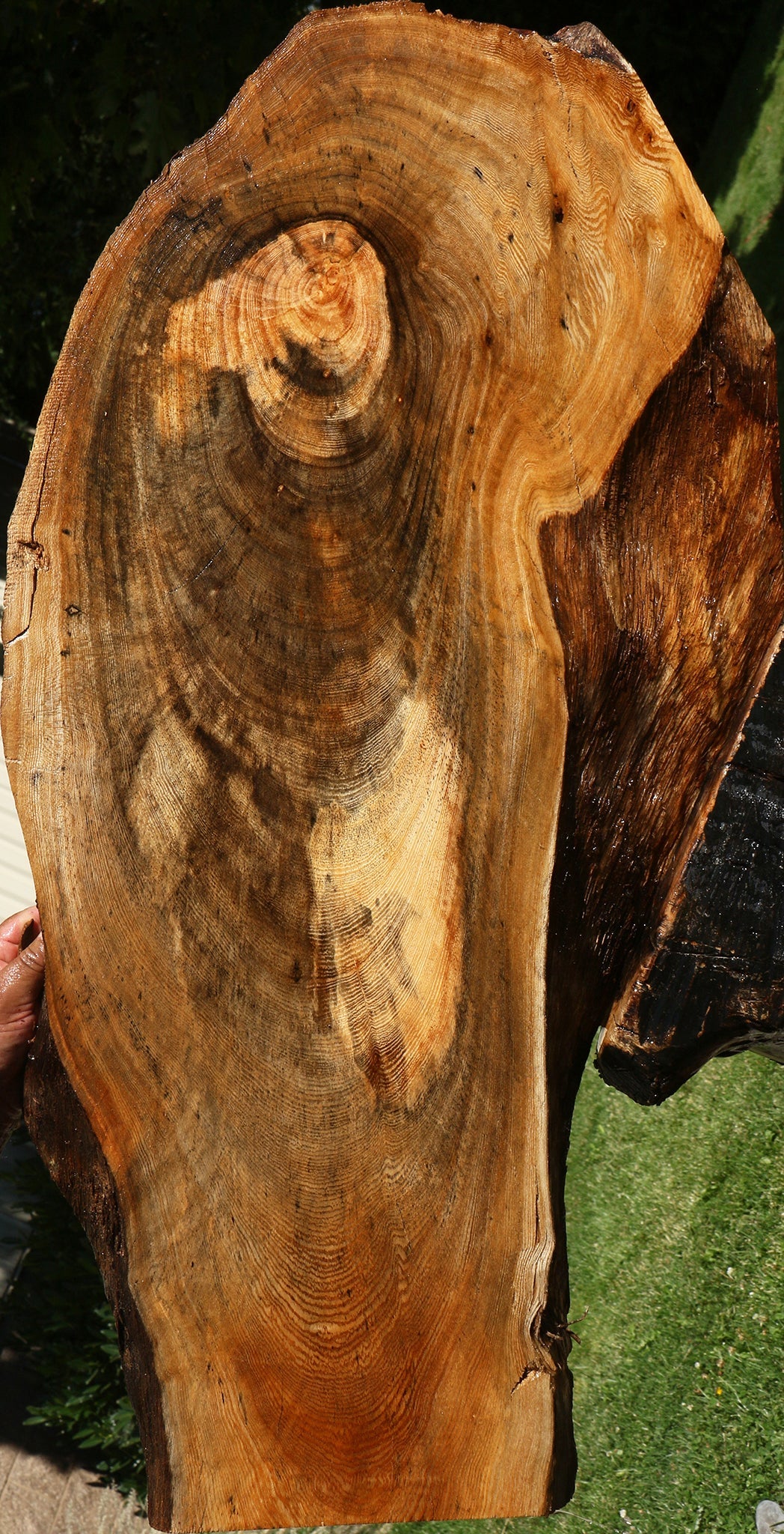 Spalted Hackberry Live Edge Mini Slab