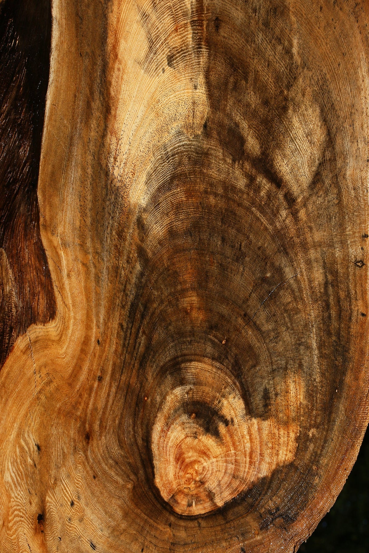 Spalted Hackberry Live Edge Mini Slab