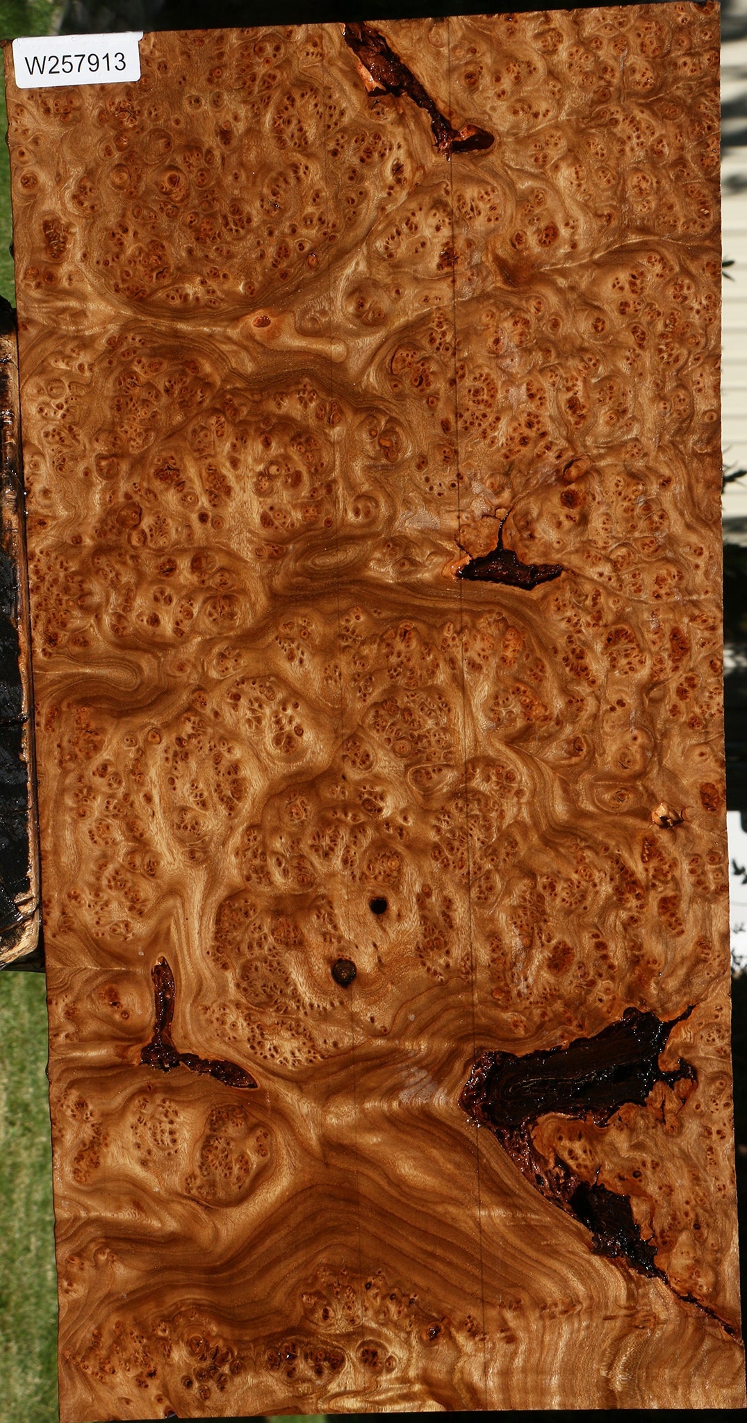 Elm Burl Mini Slab