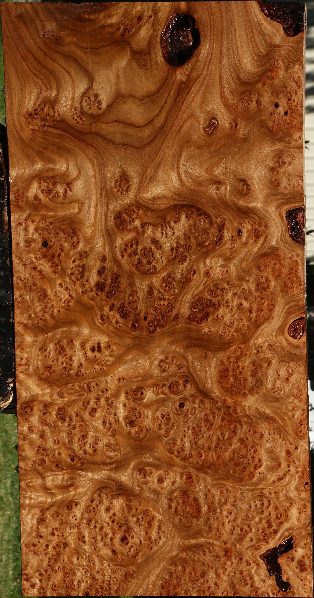 Elm Burl Mini Slab
