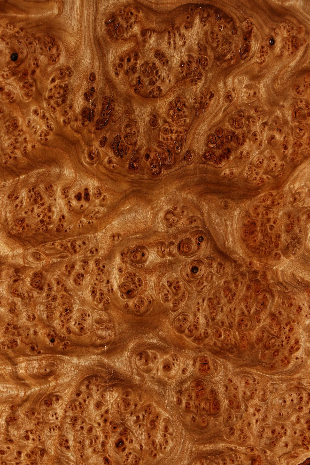 Elm Burl Mini Slab