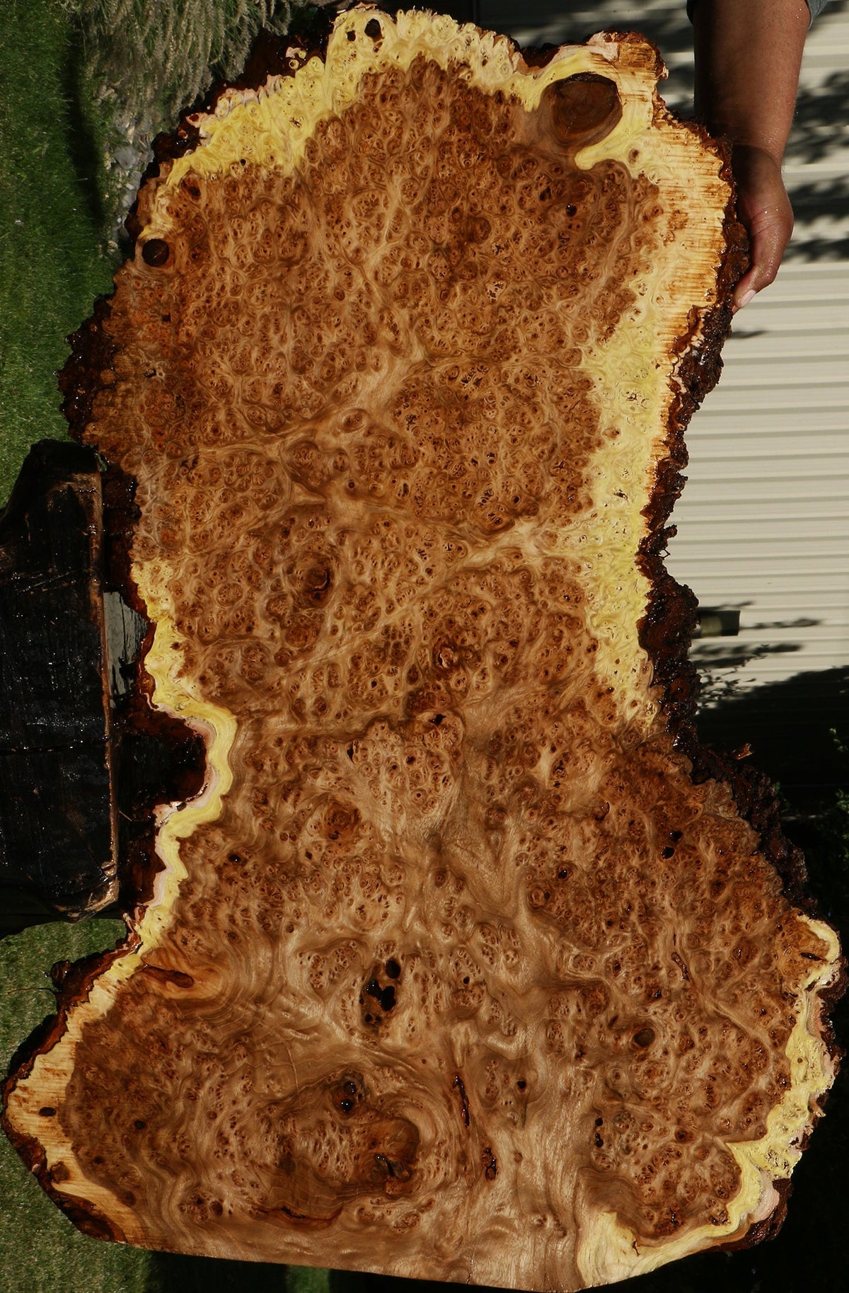 Elm Burl Live Edge Mini Slab