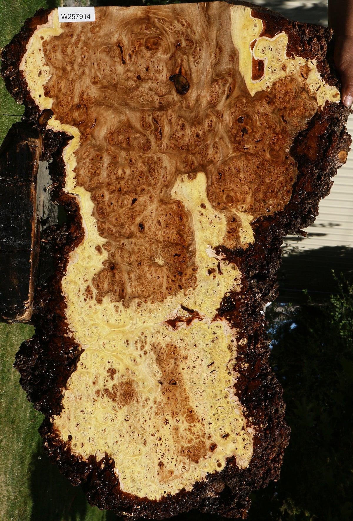 Elm Burl Live Edge Mini Slab