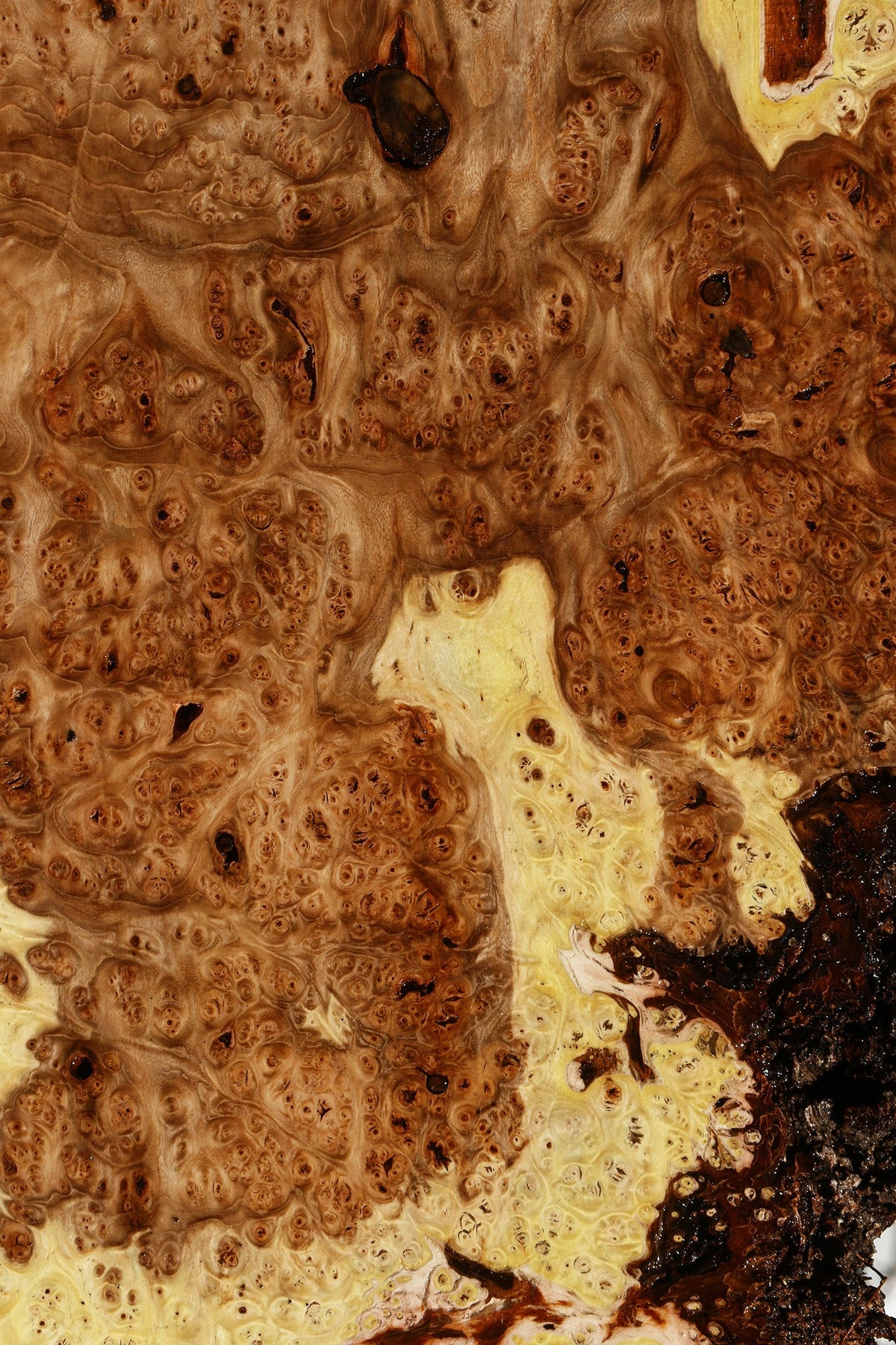 Elm Burl Live Edge Mini Slab