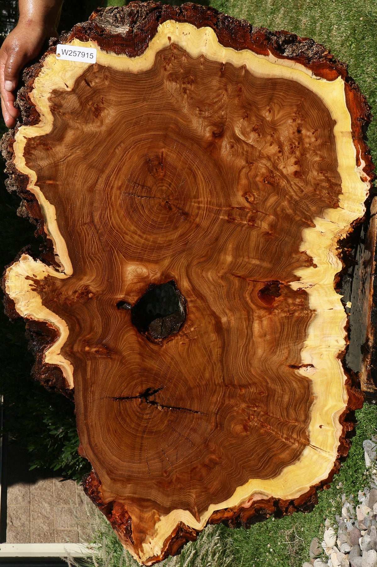 Elm Burl Cookie