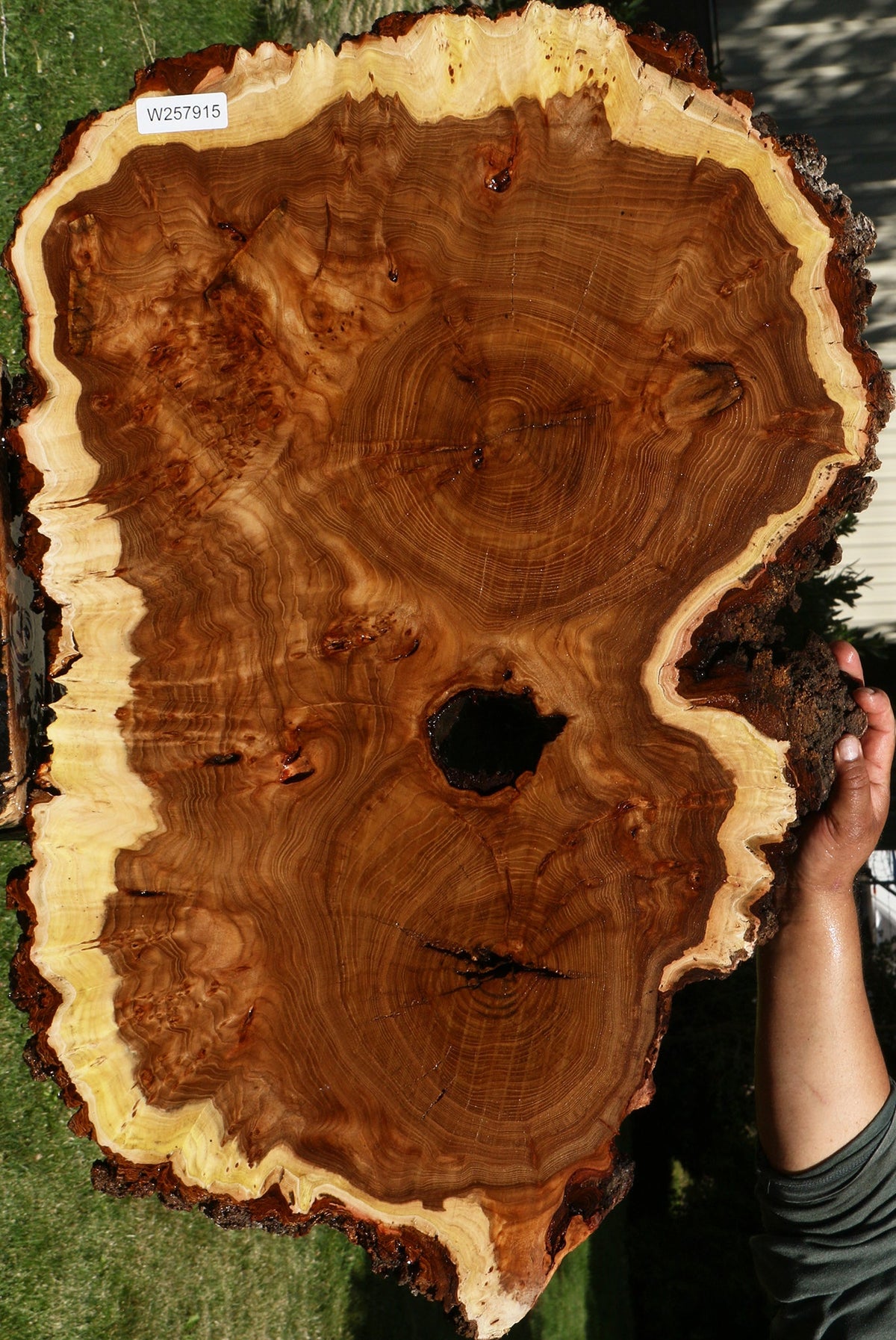 Elm Burl Cookie