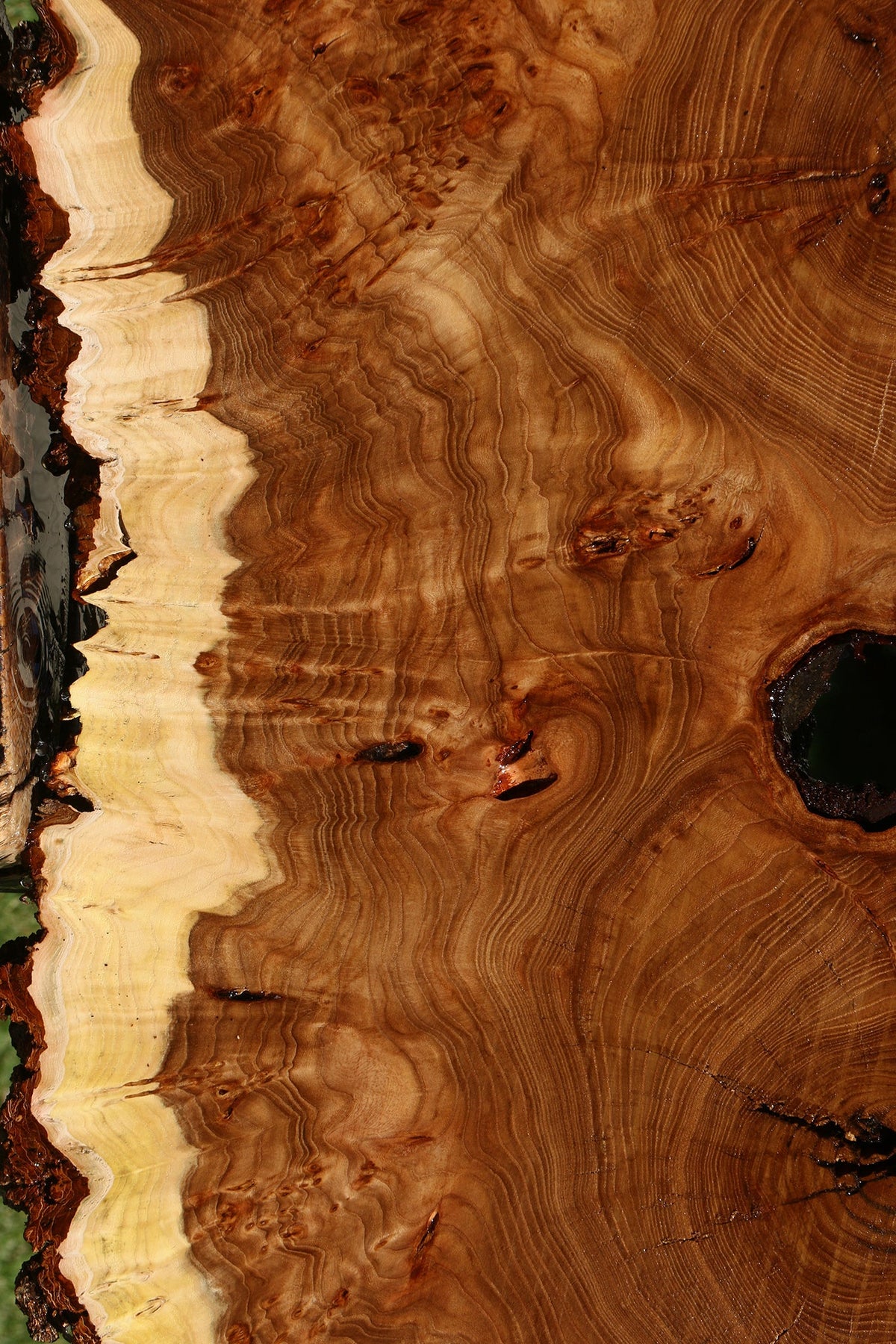 Elm Burl Cookie