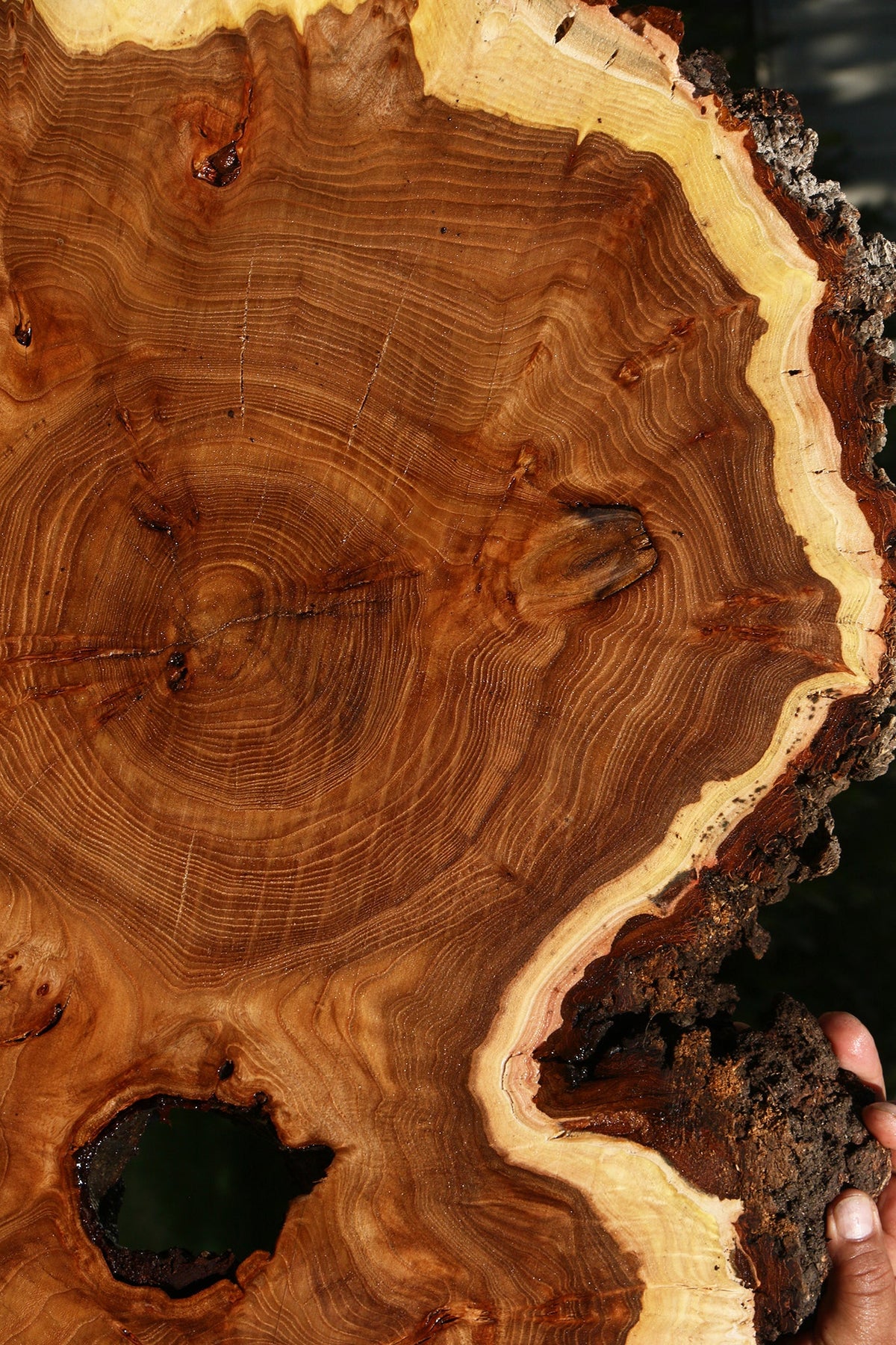 Elm Burl Cookie