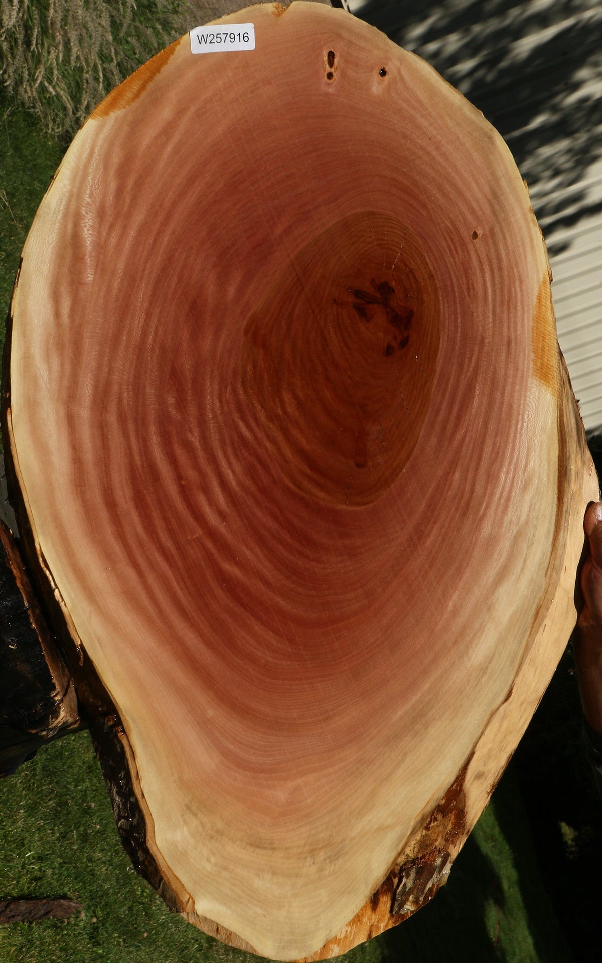 Sycamore Cookie