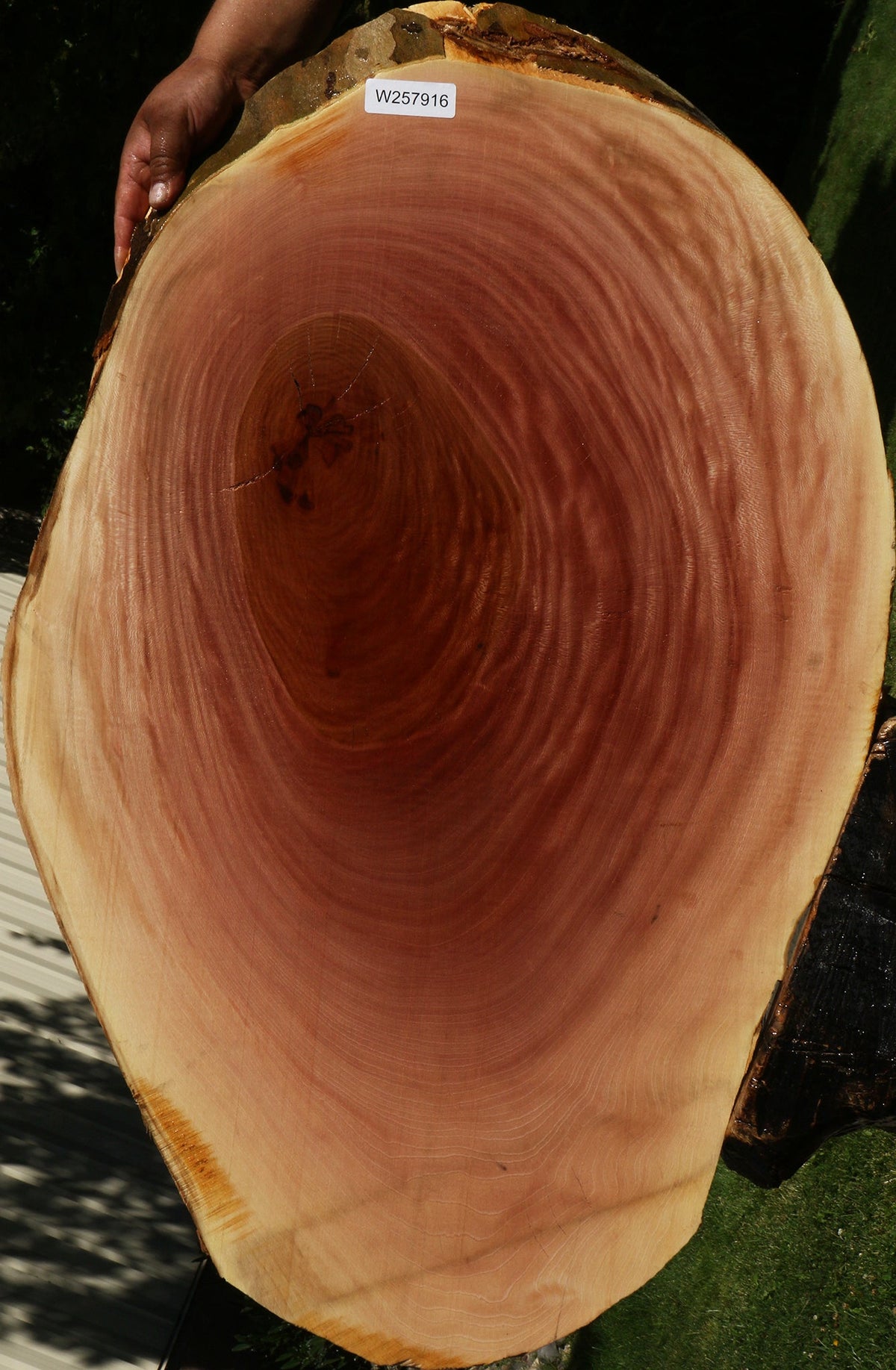 Sycamore Cookie