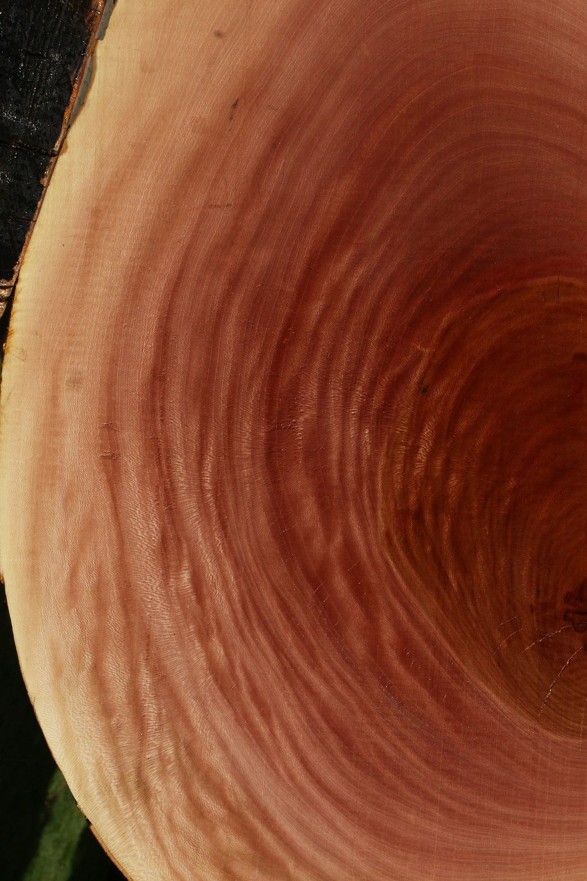 Sycamore Cookie