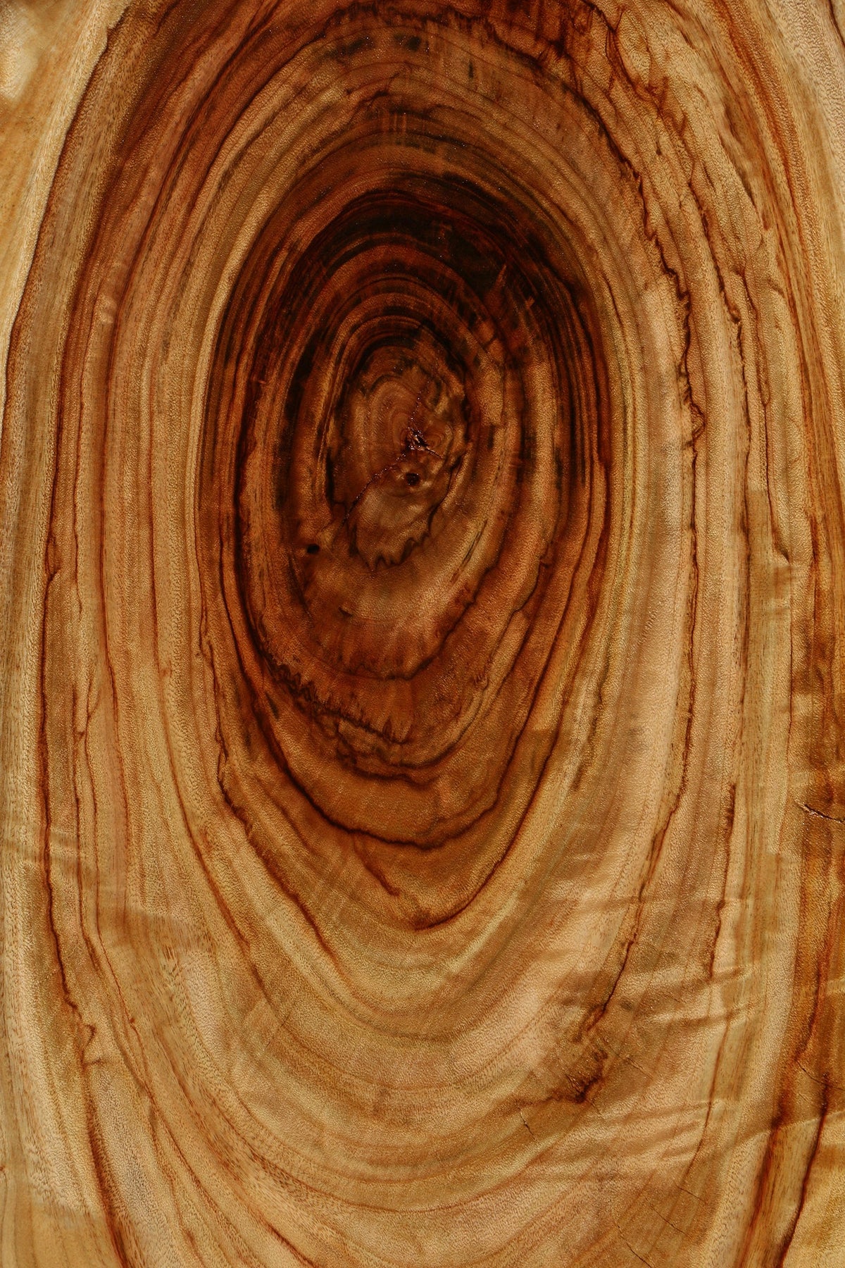 Figured Camphor Live Edge Slab