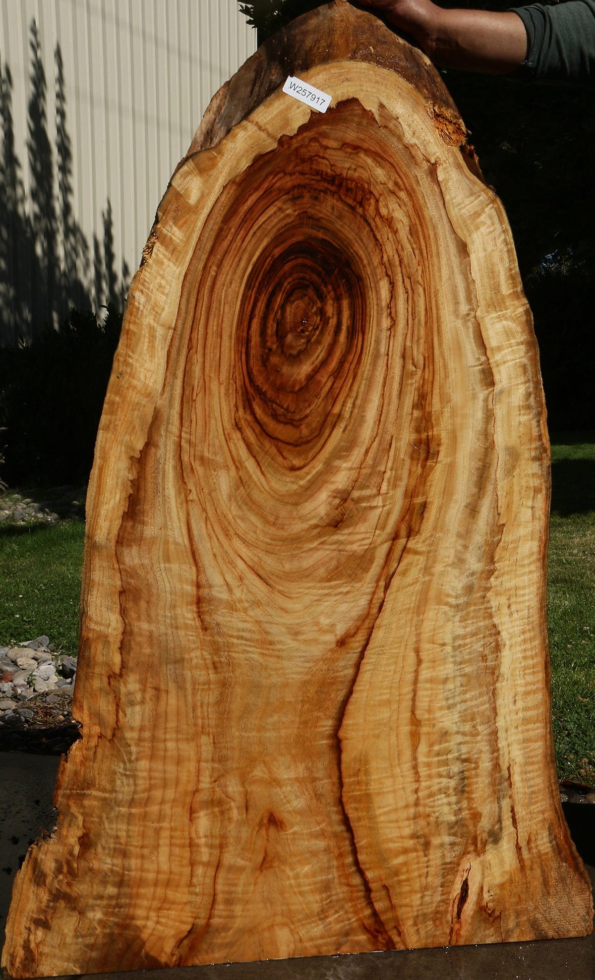 Figured Camphor Live Edge Slab
