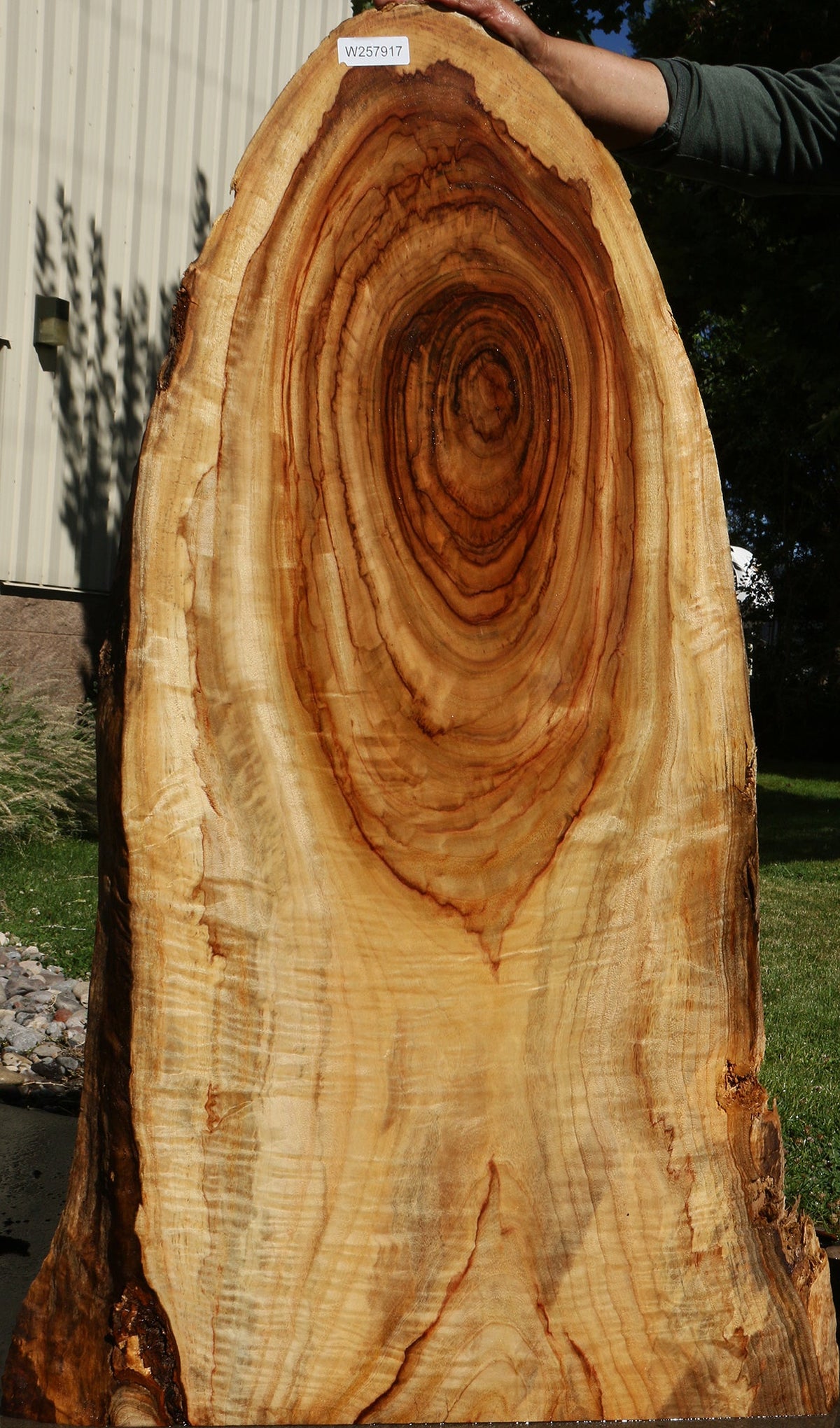 Figured Camphor Live Edge Slab
