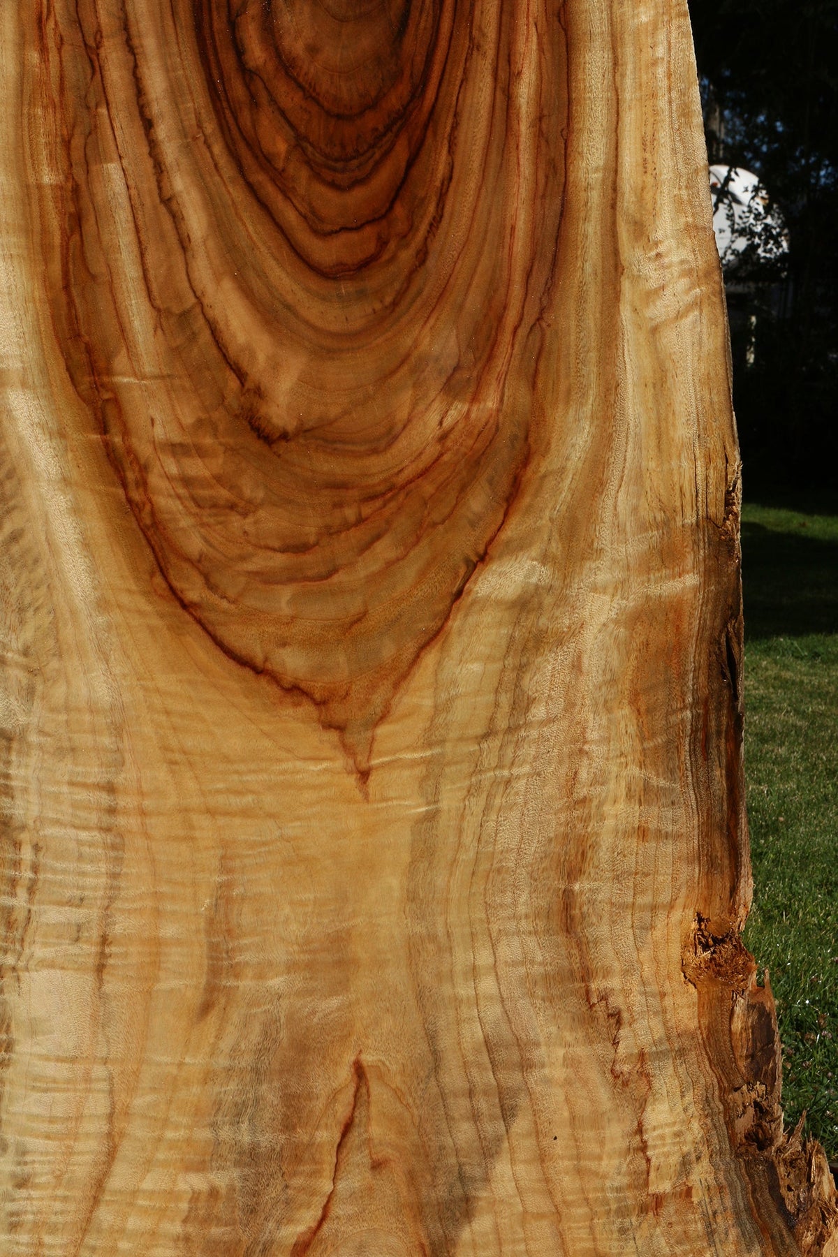 Figured Camphor Live Edge Slab