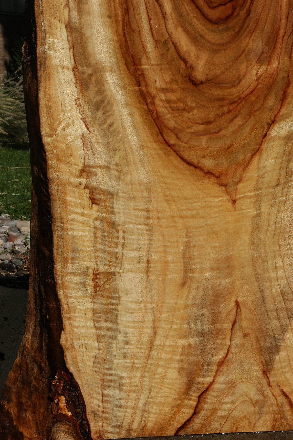 Figured Camphor Live Edge Slab