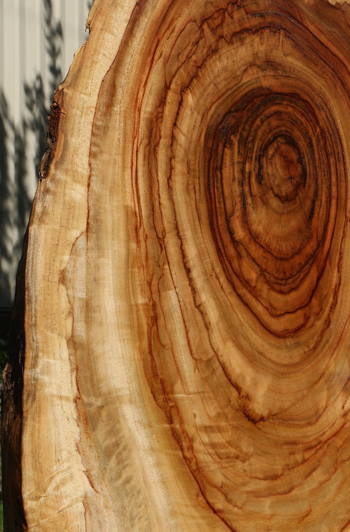 Figured Camphor Live Edge Slab