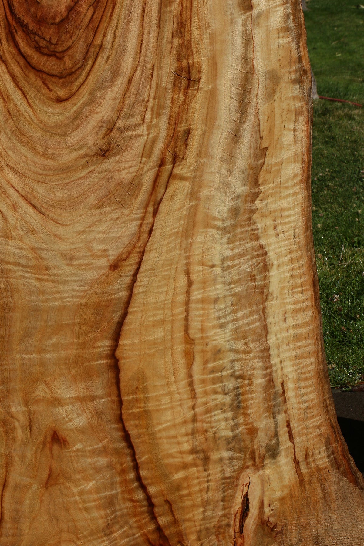 Figured Camphor Live Edge Slab