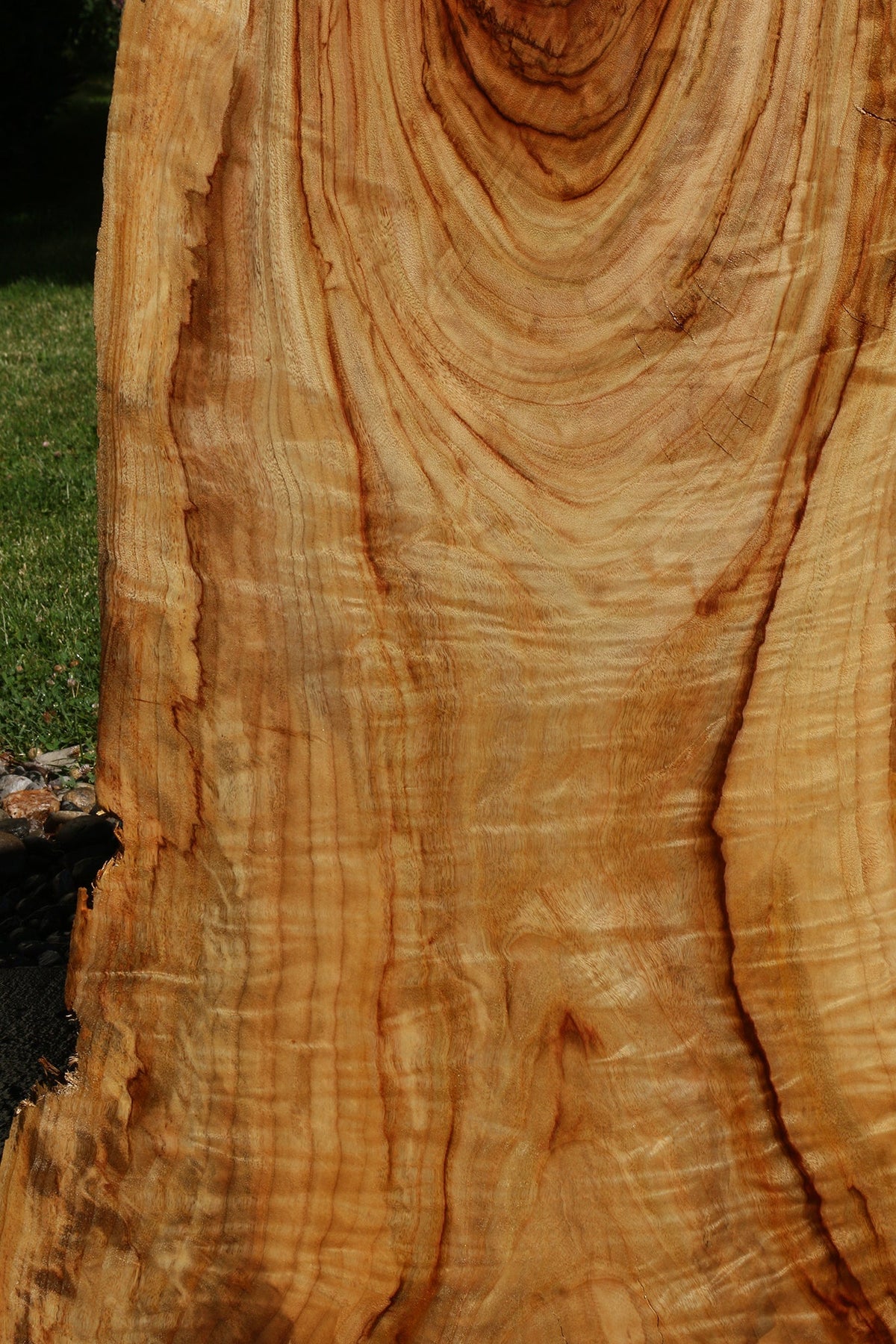 Figured Camphor Live Edge Slab