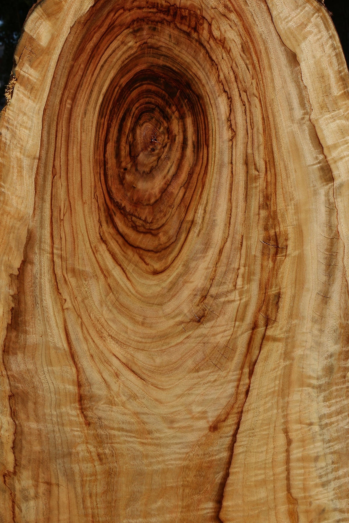 Figured Camphor Live Edge Slab