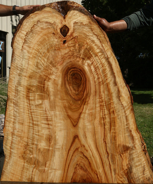 Extra Fancy Crotchwood Camphor Live Edge Slab