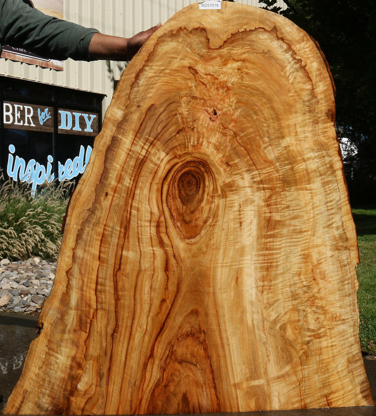 Extra Fancy Crotchwood Camphor Live Edge Slab