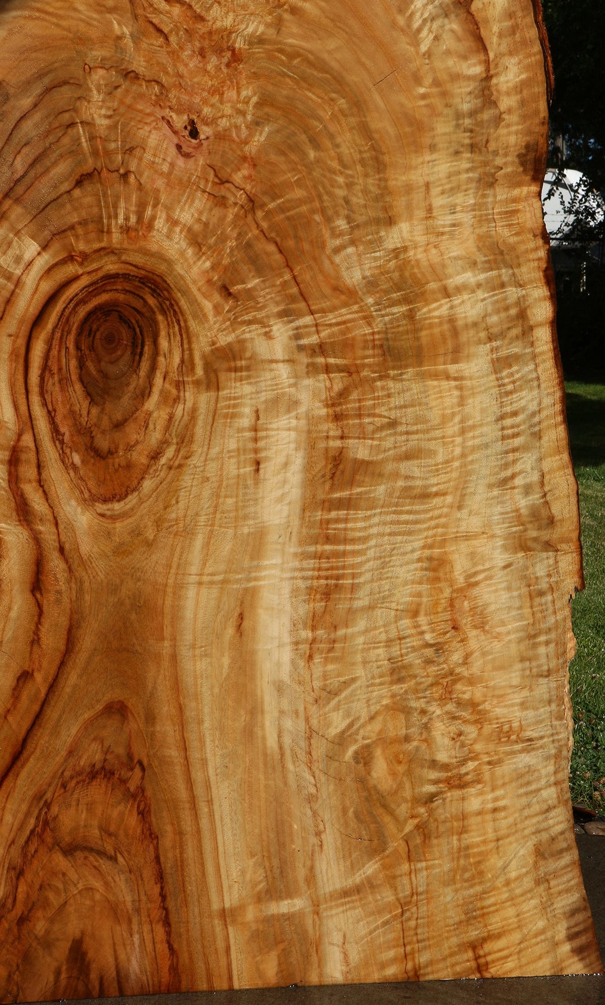 Extra Fancy Crotchwood Camphor Live Edge Slab