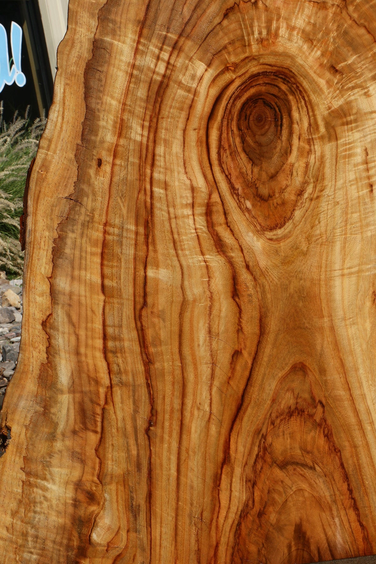Extra Fancy Crotchwood Camphor Live Edge Slab