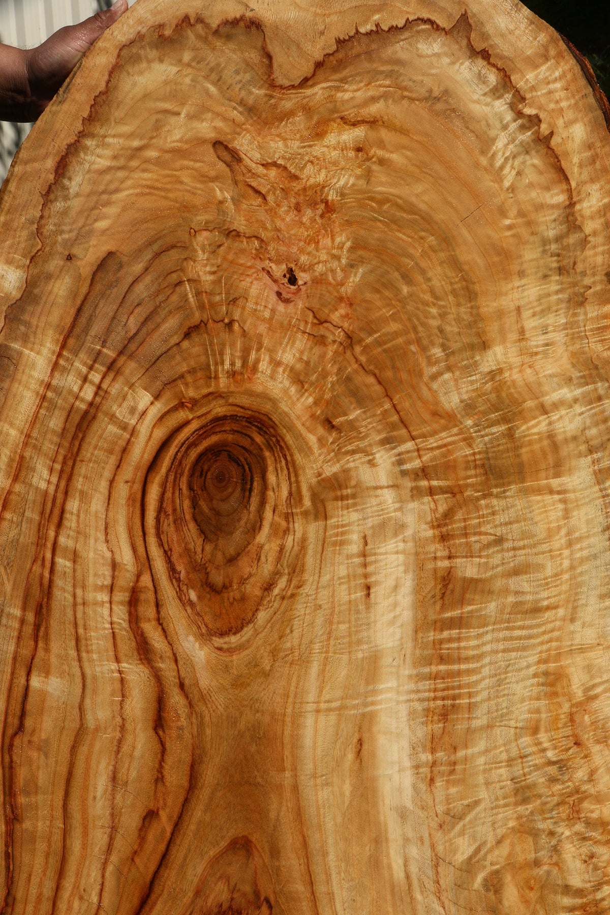 Extra Fancy Crotchwood Camphor Live Edge Slab