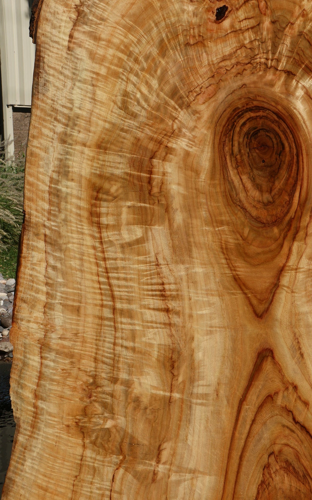 Extra Fancy Crotchwood Camphor Live Edge Slab