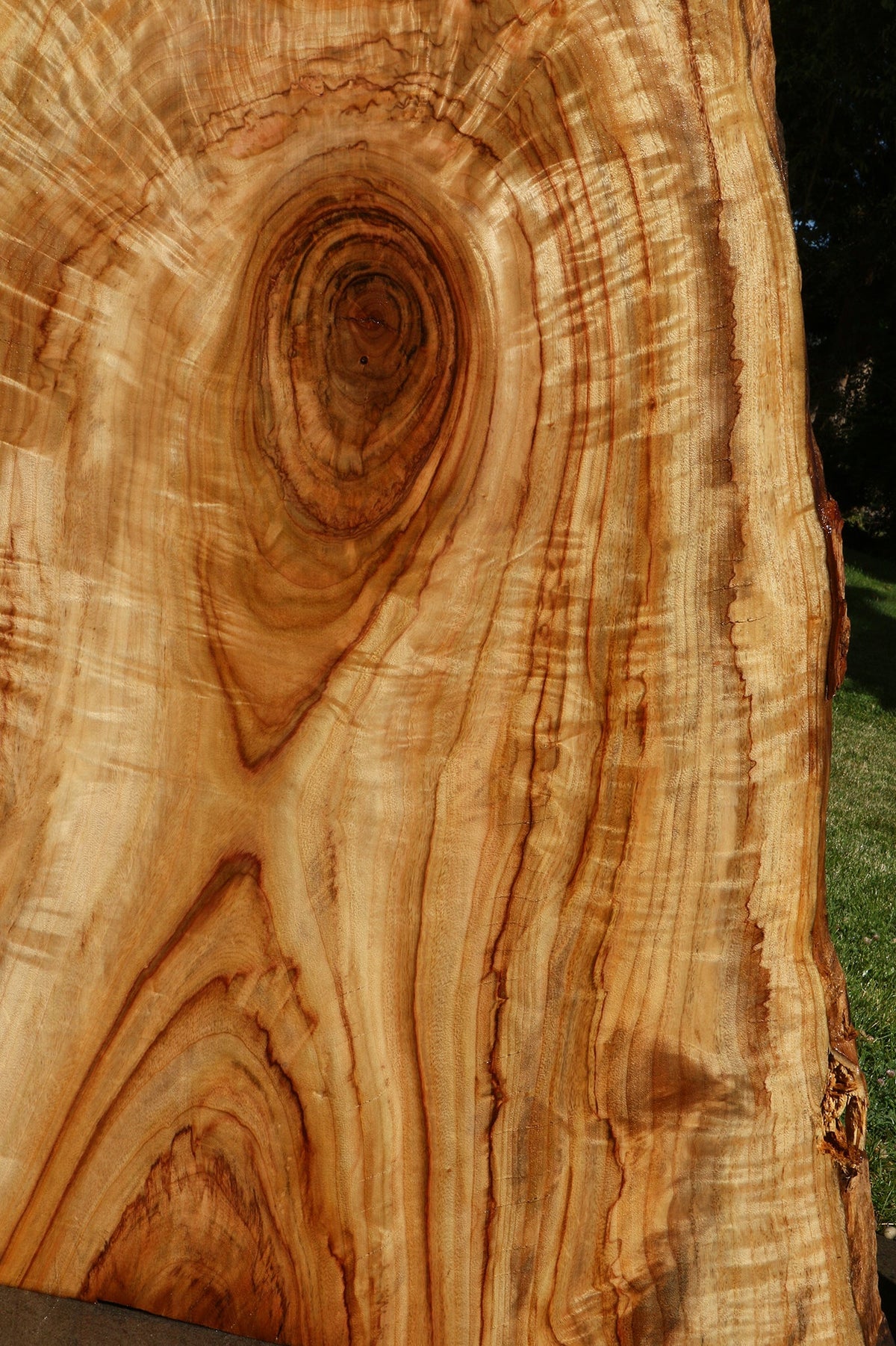 Extra Fancy Crotchwood Camphor Live Edge Slab
