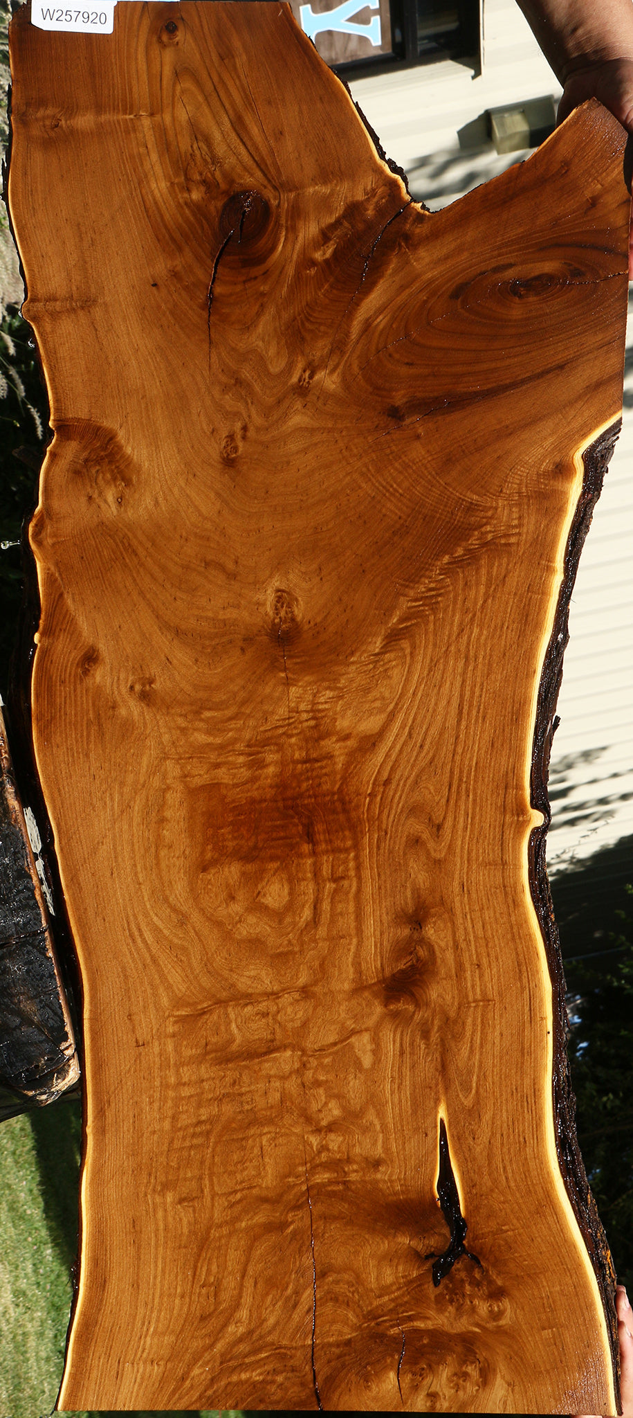 Russian Olive Live Edge Mini Slab