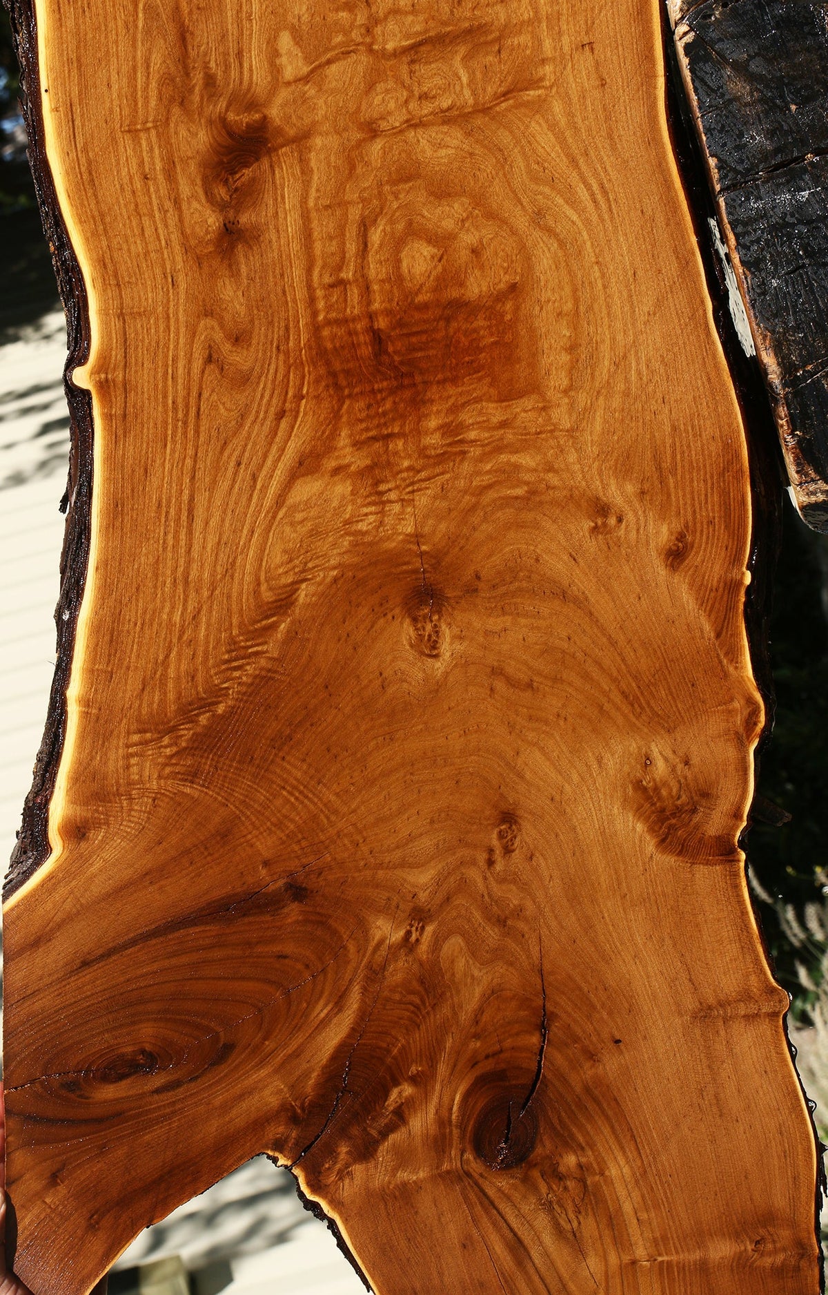 Russian Olive Live Edge Mini Slab