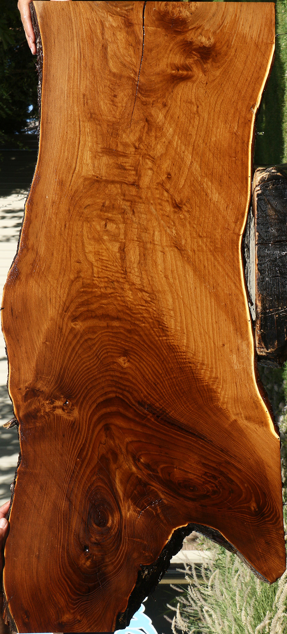 Russian Olive Live Edge Mini Slab