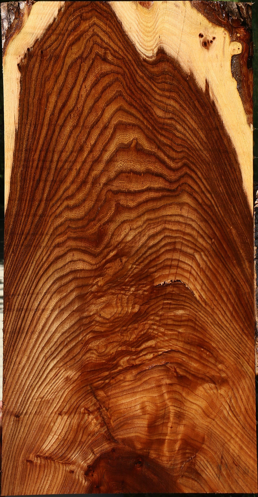 Figured Elm Mini Slab