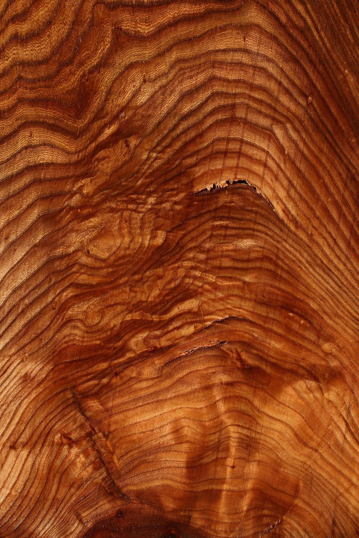 Figured Elm Mini Slab