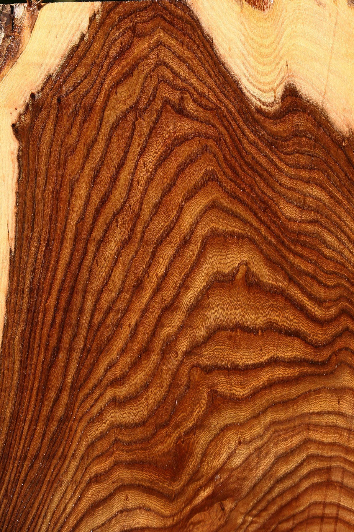 Figured Elm Mini Slab