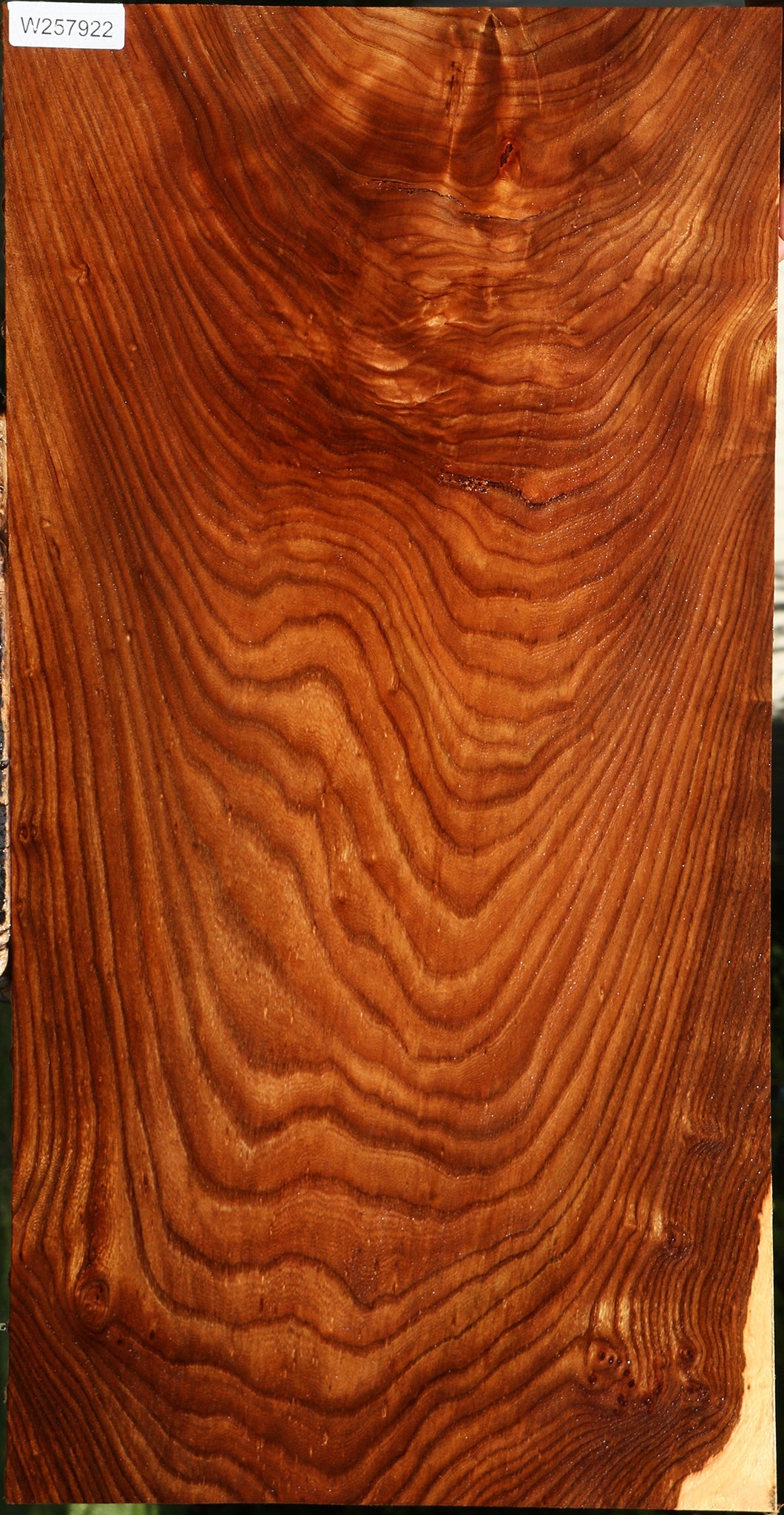 Figured Elm Mini Slab