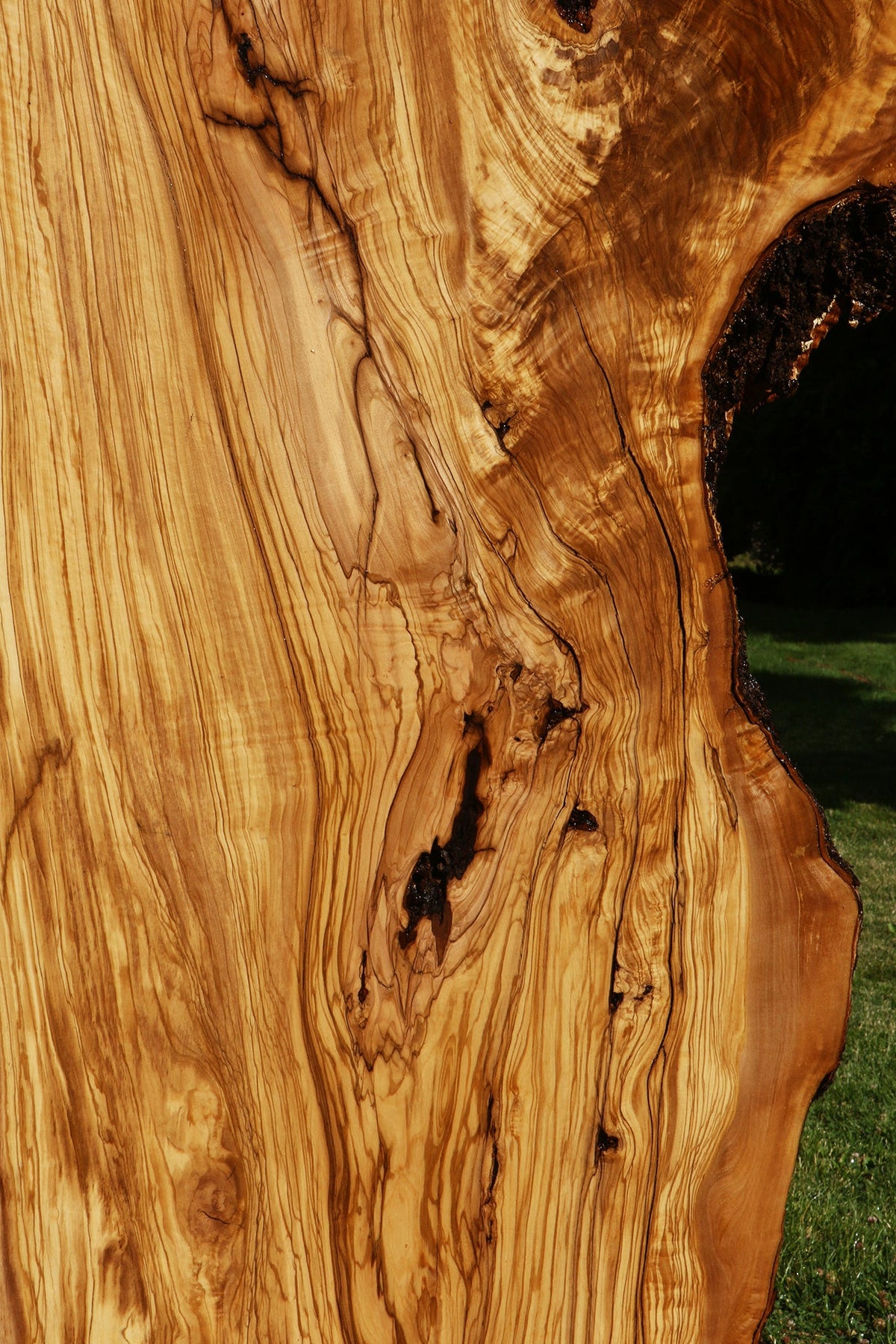 Rustic Italian Olive Live Edge Slab