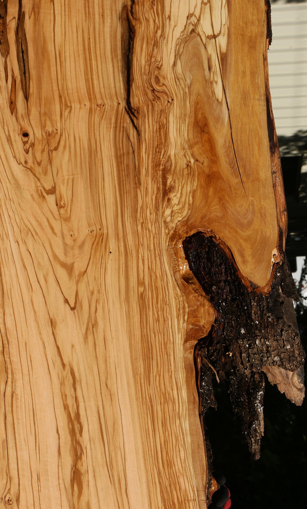 Rustic Italian Olive Live Edge Slab (Free Shipping Excluded)