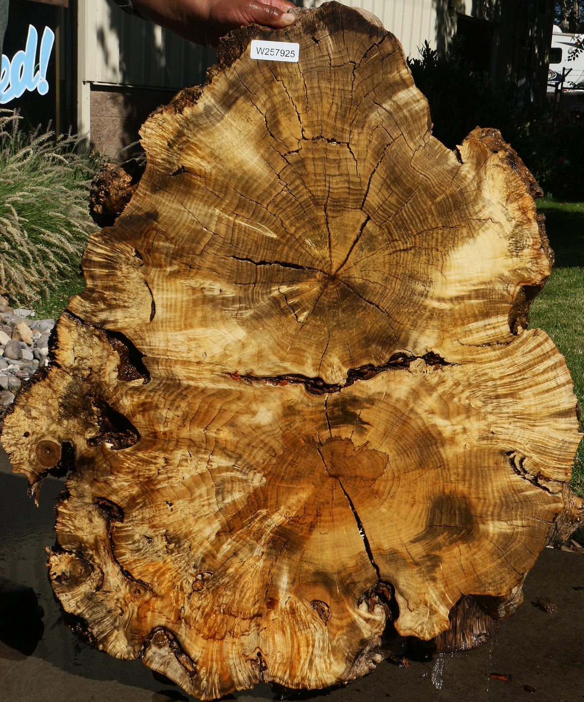 Box Elder Burl Cookie (Freight Shipping Required)