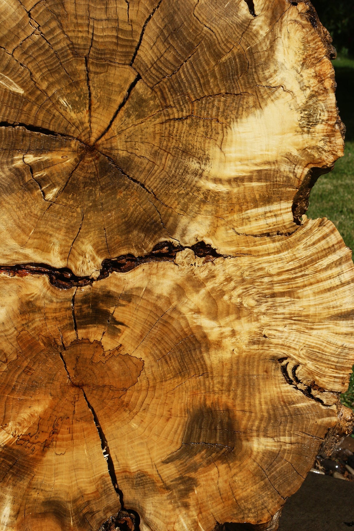Box Elder Burl Cookie (Freight Shipping Required)