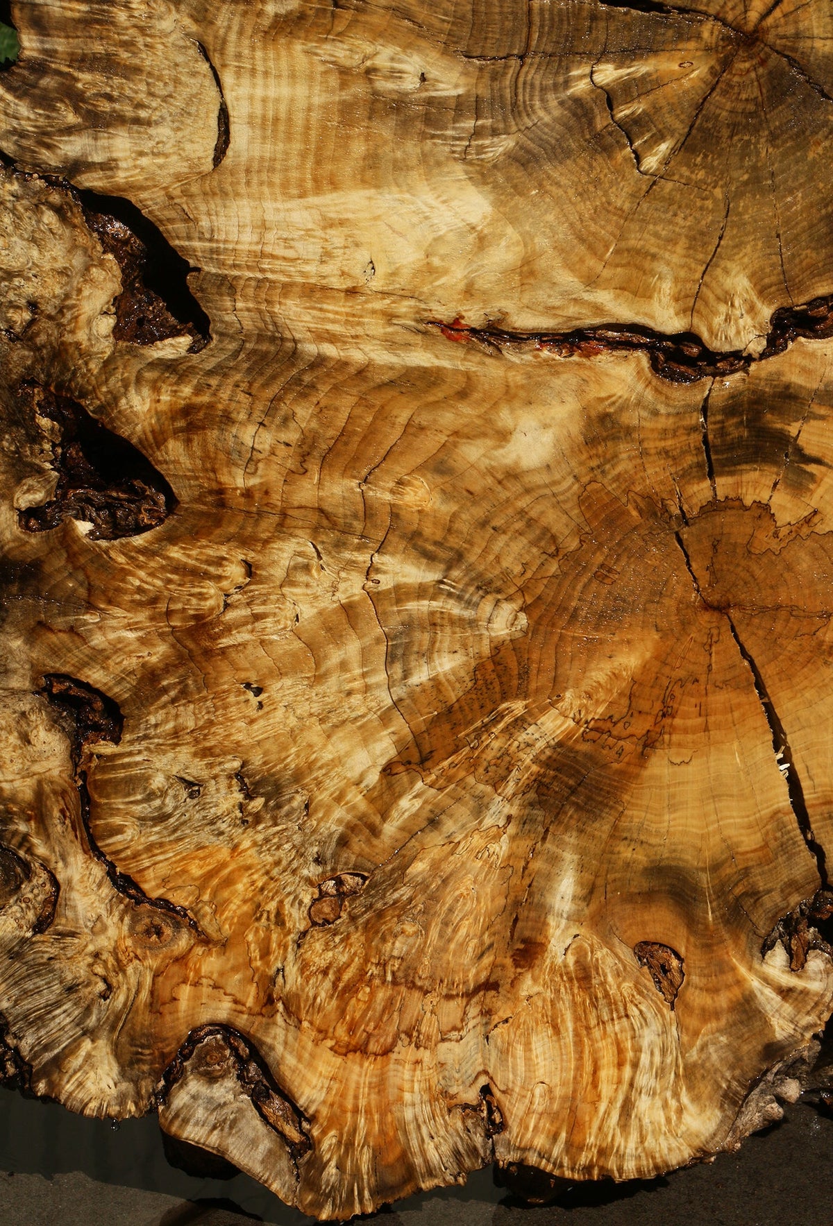 Box Elder Burl Cookie (Freight Shipping Required)