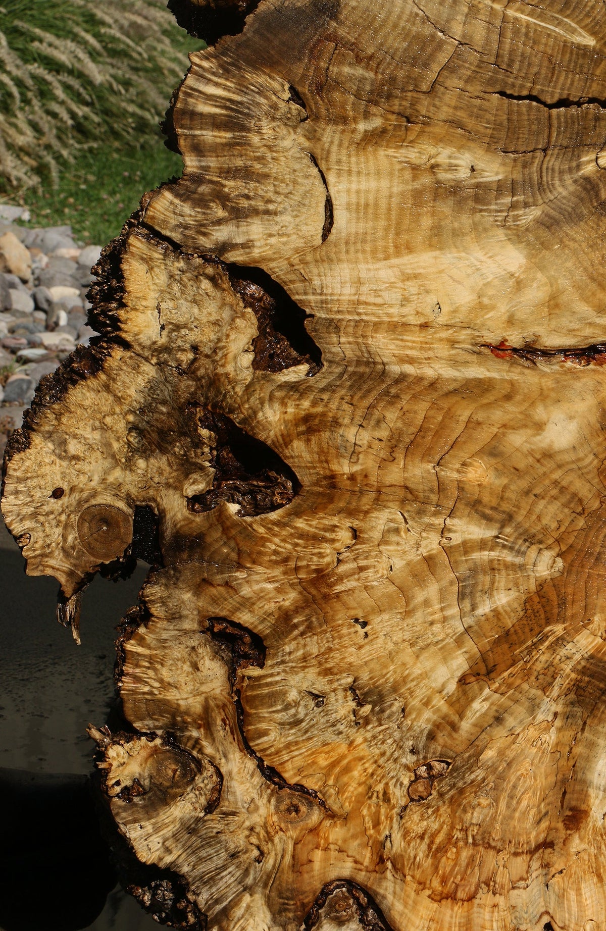 Box Elder Burl Cookie (Freight Shipping Required)