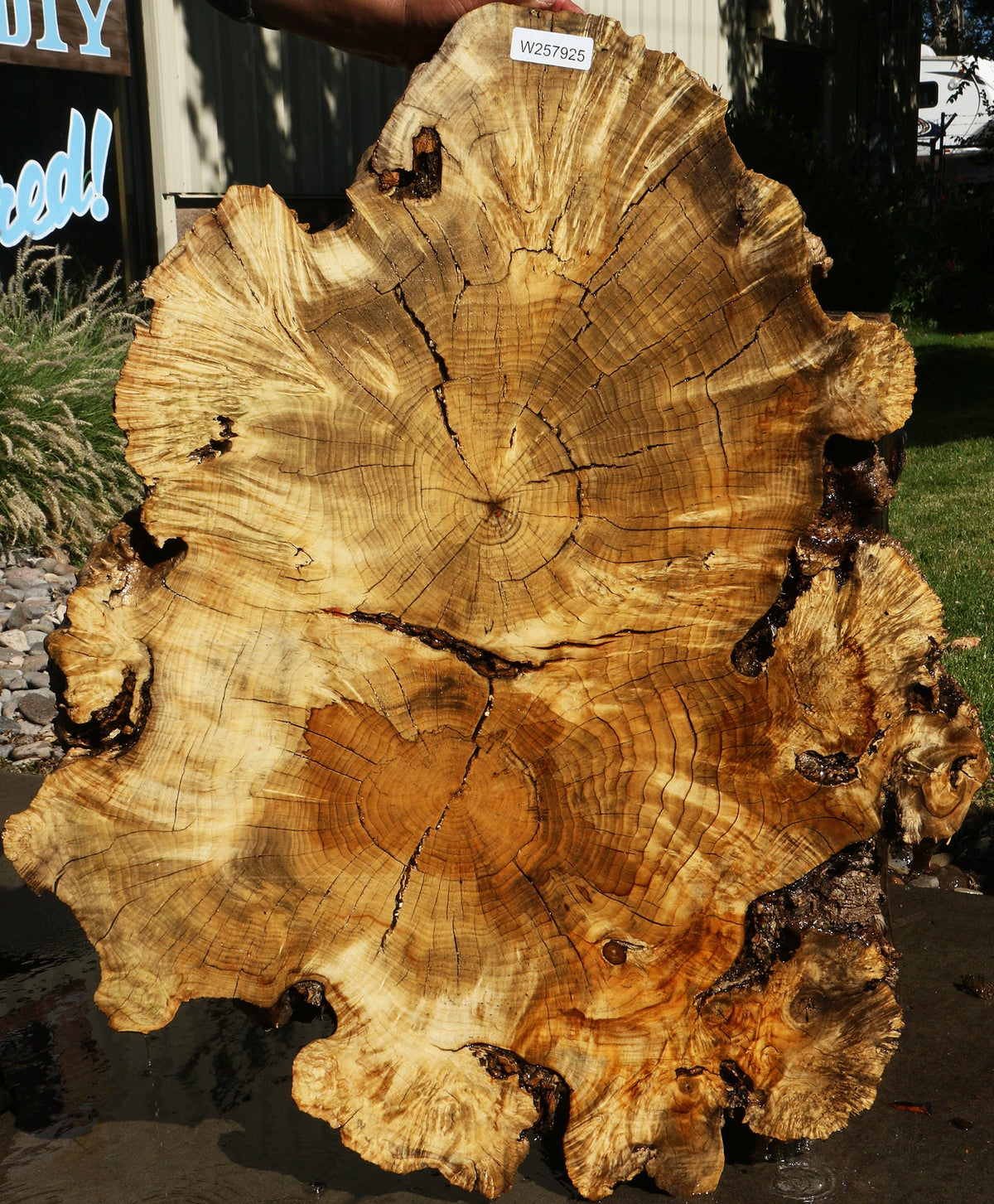 Box Elder Burl Cookie (Freight Shipping Required)