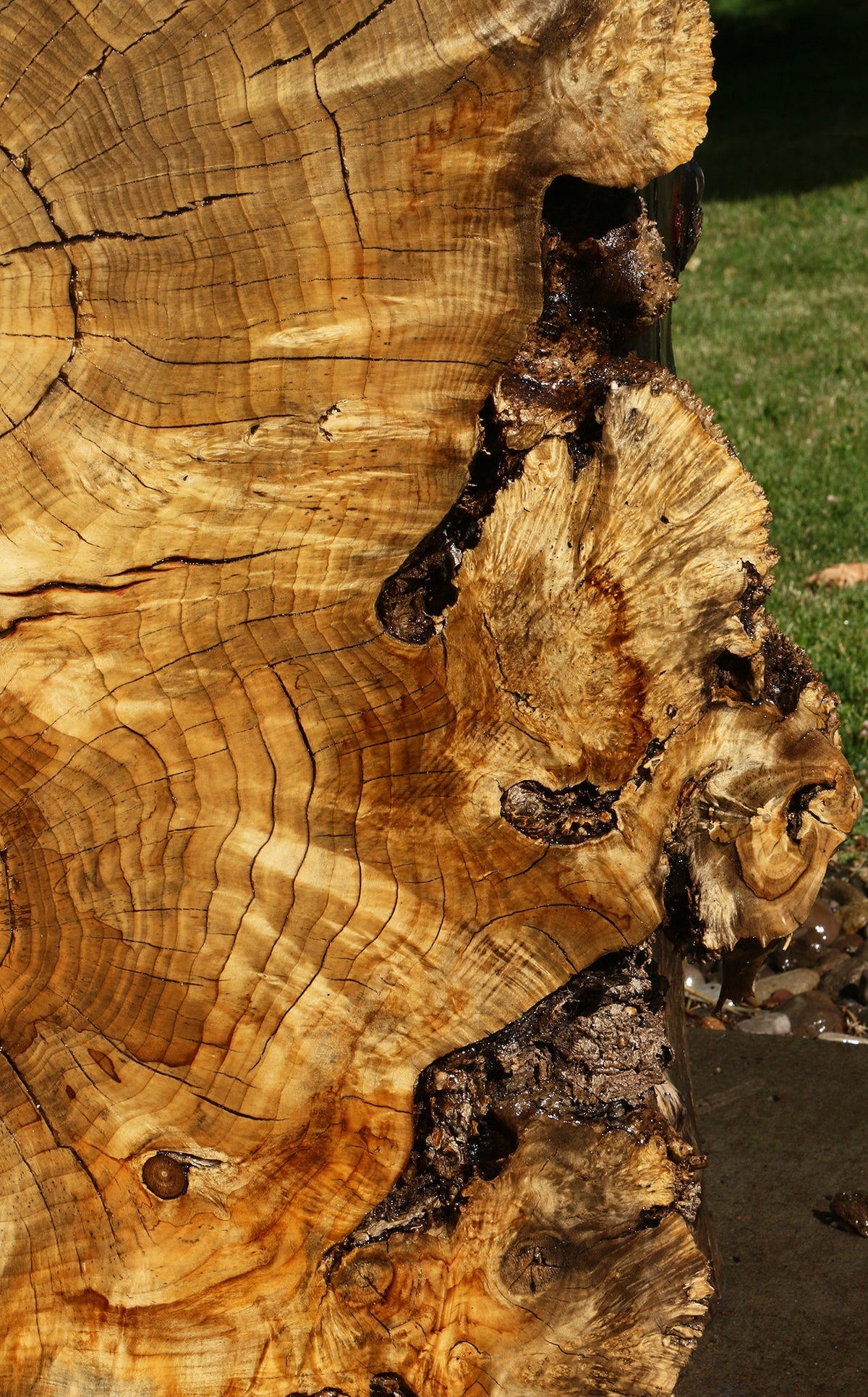 Box Elder Burl Cookie (Freight Shipping Required)